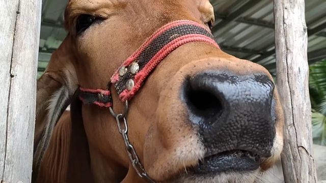 Video Cinematic by oppo reno 5 l soloop cut смотреть онлайн