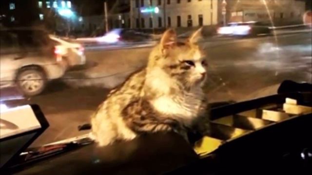 Замерзшая кошка запрыгнула в маршрутку. Водитель поступил как Человек, трогательная история смотреть онлайн