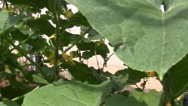 Огірок Чайковський F1 (Rijk Zwaan) культура в полі смотреть онлайн