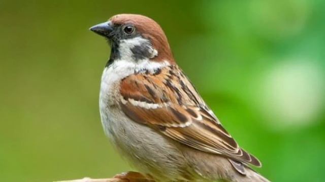 Звук воробья, пение воробья # sparrow sound смотреть онлайн