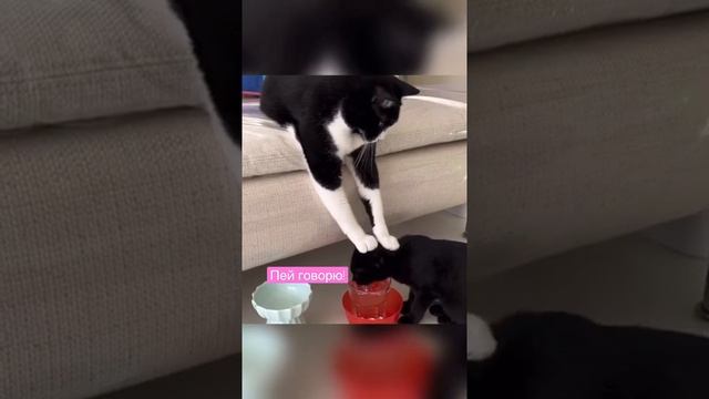 Кошачья дедовщина или как заставить пить воду котика смотреть онлайн
