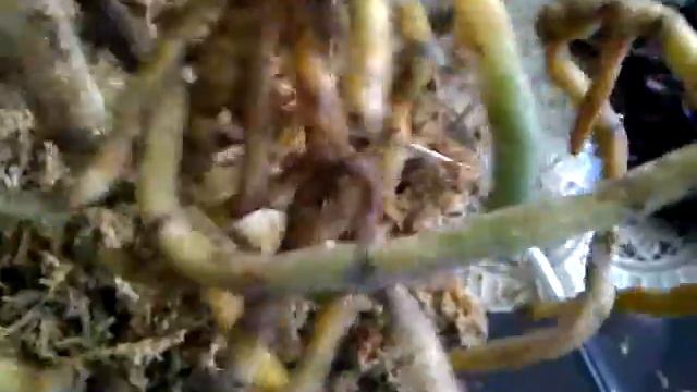 Repotting Phalaenopsis 2/3 смотреть онлайн