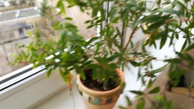 Гранат карликовый комнатный домашний смотреть онлайн