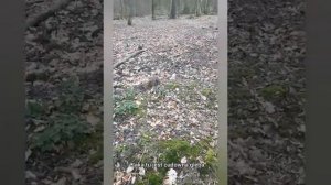 Дремучая история с осиновым соком. Szliśmy po brzozowy, wróciliśmy z sokiem osikowym...