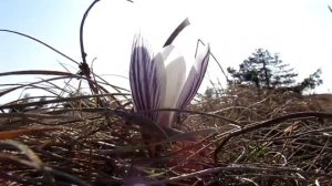 группа ,,Алиса". К.Кинчев. Вот так!