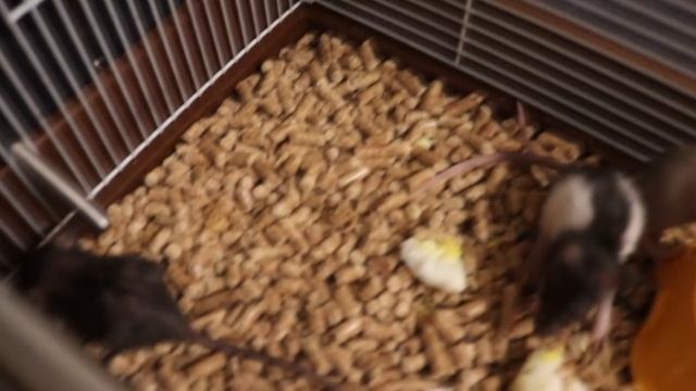 КРЫСА НЕ СМОГЛА ВЫКОРМИТЬ КРЫСЯТ. ЧТО ДЕЛАТЬ ЕСЛИ КРЫСЯТА ЛЫСЕЮТ? смотреть онлайн