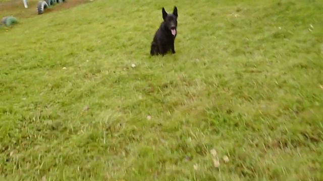 поясню за... как гулять с собакой и не иметь проблем(дополнение к 3 части)