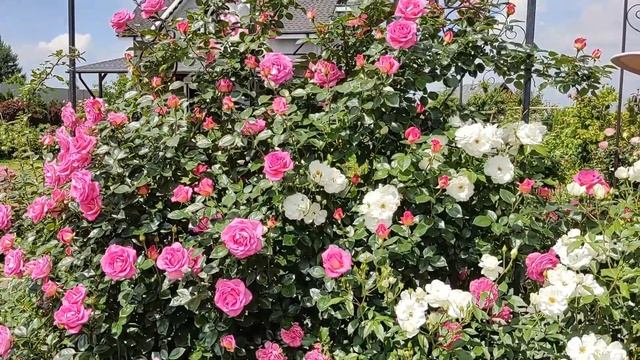 Плетистая роза Парфюм Роял (Parfum Royal, первое цветение 2023г.) смотреть онлайн