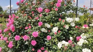 Плетистая роза Парфюм Роял (Parfum Royal, первое цветение 2023г.)