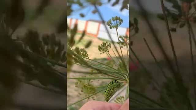 Гусеницы Махаона смотреть онлайн