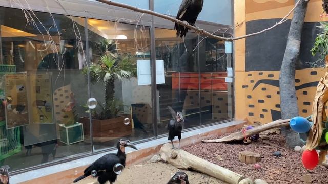 Кафрские рогатые вороны устроили пенную вечеринку в Московском зоопарке смотреть онлайн