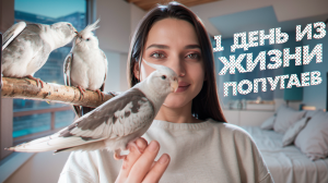 ОДИН ДЕНЬ ИЗ ЖИЗНИ ПОПУГАЯ