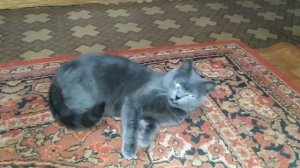 Кошка загуляла. Что делать?