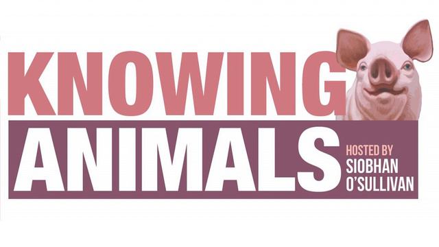 Protecting Animals 33: Laurie Levy from the Coalition Against Duck Shooting (CADS) смотреть онлайн