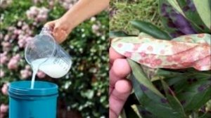 У пионов закручиваются листья..