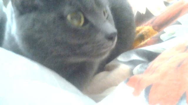 кошкак фыркает))))