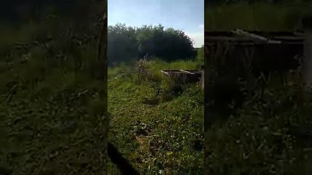 Что такое пасека в экологическе чистом месте. 1 смотреть онлайн