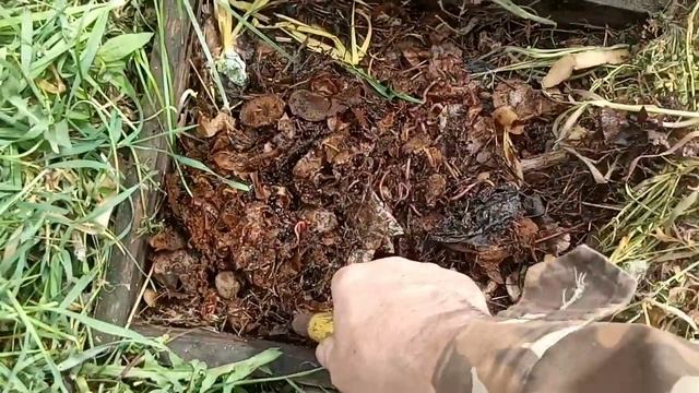 Красный червь, как размножить в дачных условиях!!! смотреть онлайн