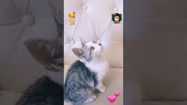 Как назвать котёнка ?? смотреть онлайн