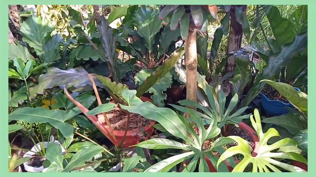 CHEAP YET BEAUTIFUL PLANTS (GARDEN IMPROVEMENTS) смотреть онлайн