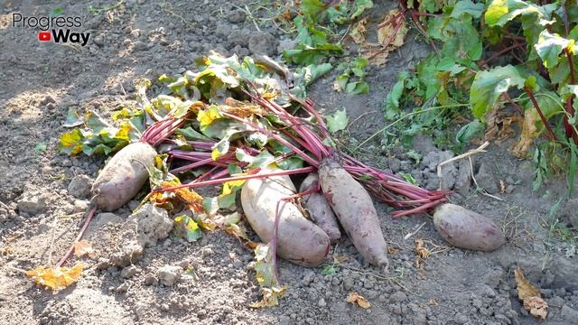 ВСЕГДА ОПРЫСКИВАЮ СВЁКЛУ ТАК В ИЮЛЕ и корнеплоды вырастают сладкими, сочными и хорошо хранятся смотреть онлайн