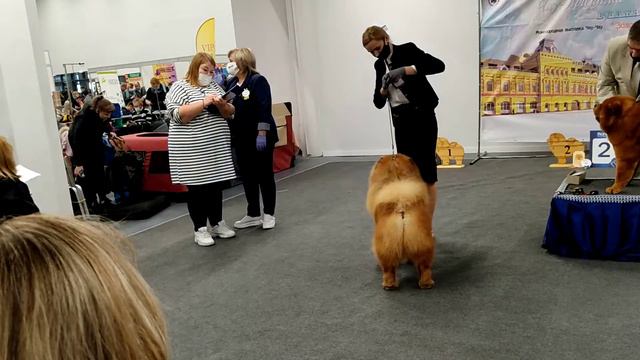 Кобели Класс Чемпионов_2 смотреть онлайн