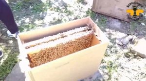 Пчелопакет Серой Горной Кавказской породы (СГК) от Пчелохозяйства Кавказянка. Что внутри