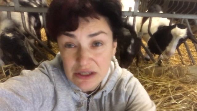 Осеменение коз, когда правильно проводить случку козы смотреть онлайн