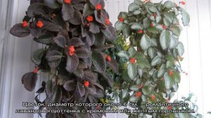 Эписция цветок — виды и сорта комнатного растения