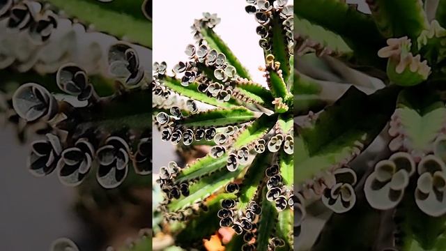 ?Mother Of Thousands???? #kalanchoe #crassulaceae смотреть онлайн