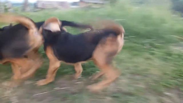 Арес, Роял и Жора 4.5 мес смотреть онлайн