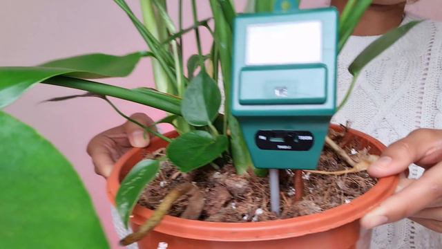 Monstera Deliciosa the secret to success | No more brown spots and root rot problems смотреть онлайн