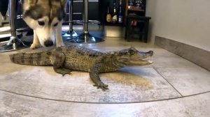 ХАСКИ НАПАЛ НА ЁЖИКА / День Рождения Рокки !