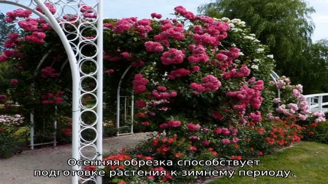 Роза Лагуна смотреть онлайн