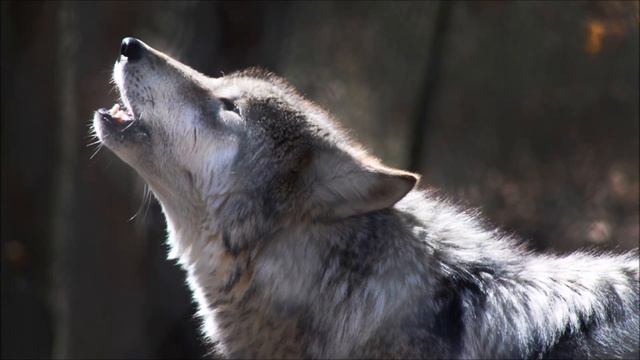 Wolf Howling Sound Effect | Free Sound Clips | Scary Halloween Sounds смотреть онлайн
