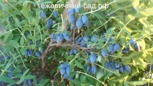 Канадская жимолость Бореал Бьюти