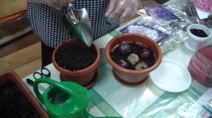 ВЫГОНКА  ГИАЦИНТОВ , НАРЦИССОВ к 8 МАРТА .