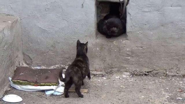 в какое время года гуляют кошки весна кот и кошка смотреть онлайн