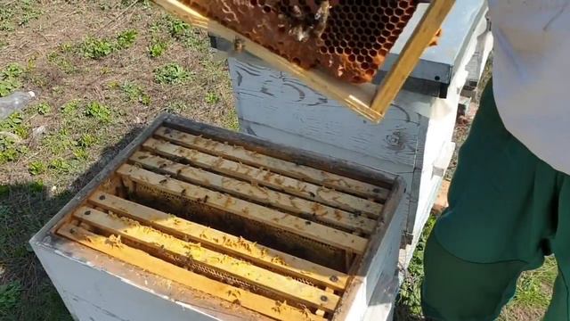 И снова продаются пчелы. Весенняя ревизия второго точка. Остались ли корма у Бакфаста. смотреть онлайн