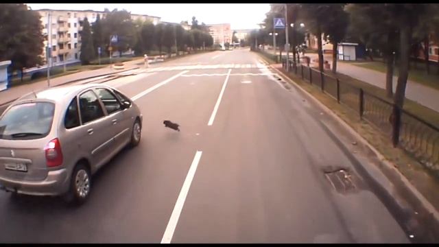 Кот машина забор. Прикол смотреть онлайн