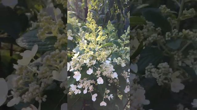 ГОРТЕНЗИЯ метельчатая “Pinky Winky” смотреть онлайн