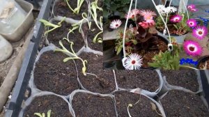 Запутанный доротеантус, пикировка