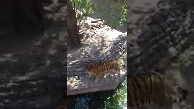 Тигры 🐅🐅🐅 смотреть онлайн