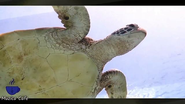 Romantic Guitar Music & Nature Views - Vol 1