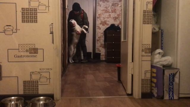 Хаски один дома ч.2. Встреча☺️ смотреть онлайн