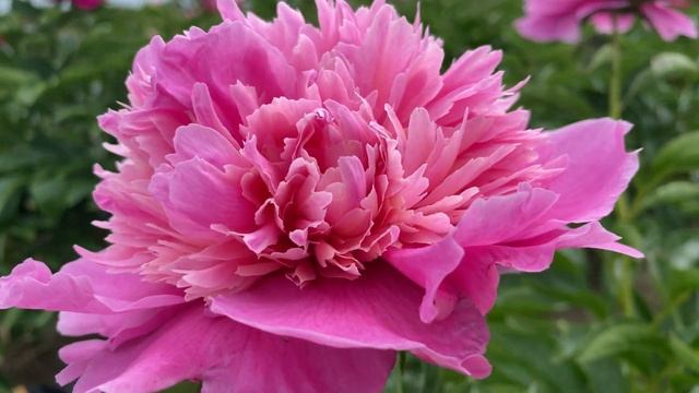 Пионы Скакодуба / Сад Ворошиловой смотреть онлайн