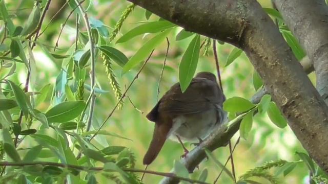 СОЛОВЕЙ ПОЕТ весной в начале мая смотреть онлайн