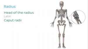 Костная система - Анатомия человека