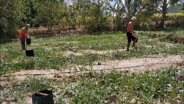 Филиппины мой опыт как я вырастил арбузы в деревне смотреть онлайн