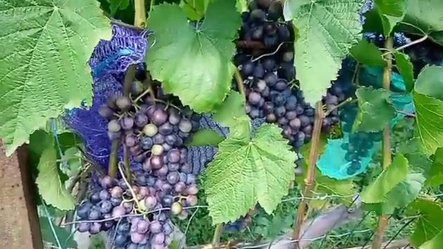 Виноград Агат Донской прививка на Лидию смотреть онлайн